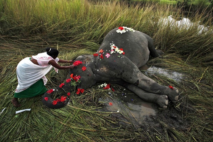 201291xӡȸ߹ٖ|s50ǧ׵Panbari嵾һλrڵȥĳĸ@^ĸͬһȺҰһڴԽ܇܉rұ܇ײ(lin)/Anupam Nath