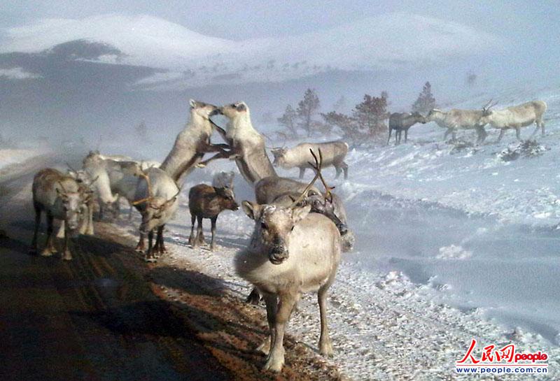 ?sh)ؕrg2013326zӰLynn McCubbinl(f)F(xin)KmߵһȺIZ¹·߅ʳ÷ֹeѩ}ӢBՁĽѩʹѩCRȫ_ֻҪ}һ͕ܿ챻Z¹Ե}ζϡȱһNV|(zh)ζ܉ʳDƬԴ|IC Iñؾ