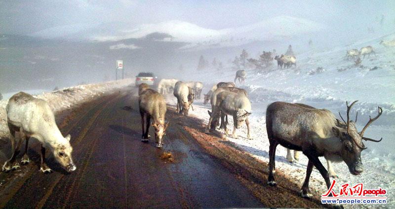 (dng)?sh)ؕrg2013326zӰLynn McCubbinl(f)F(xin)KmߵһȺIZ¹·߅ʳ÷ֹeѩ}ӢBՁĽѩʹѩCRȫ_ֻҪ}һϣ͕ܿ챻Z¹Ե}ζϡȱһNV|(zh)ζ܉ʳDƬԴ|IC (qun)Iñؾ