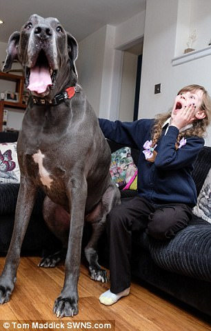 巴爾薩澤和維諾11歲的女兒