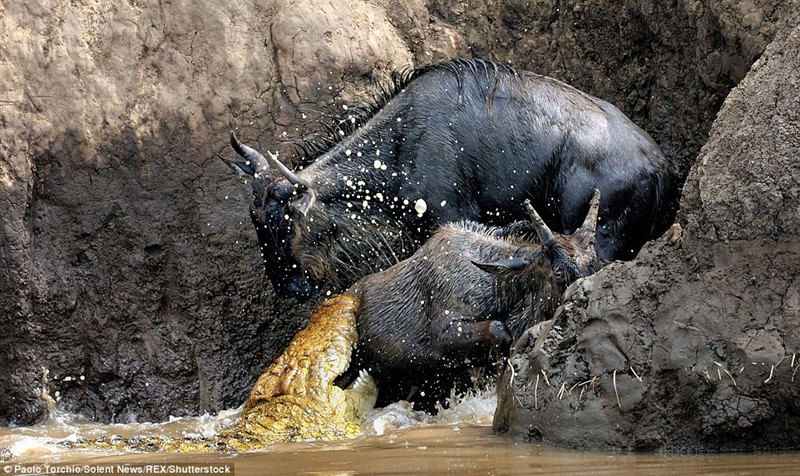 c裺ԽҰFҲ(hu)ܵ{~ĸۙ