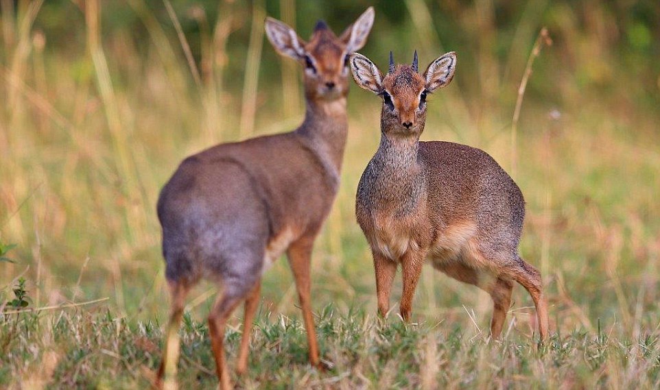 fķNáBZ(sh)^кڶƤСFАB̎