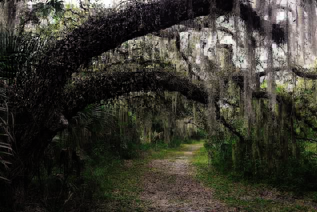 Myakka@Ƿ__(d)@֮һ