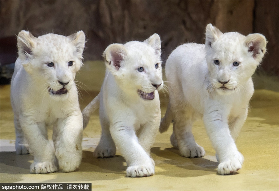 sipaphoto.com���(qu��n)��Ʒ��Ո(q��ng)���D(zhu��n)�d