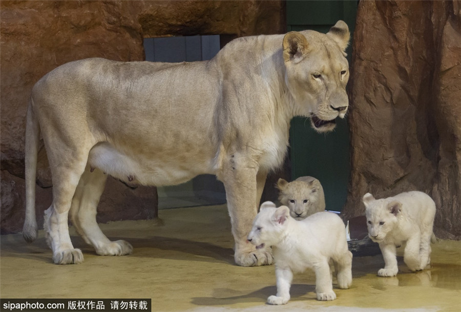 sipaphoto.com���(qu��n)��Ʒ��Ո(q��ng)���D(zhu��n)�d