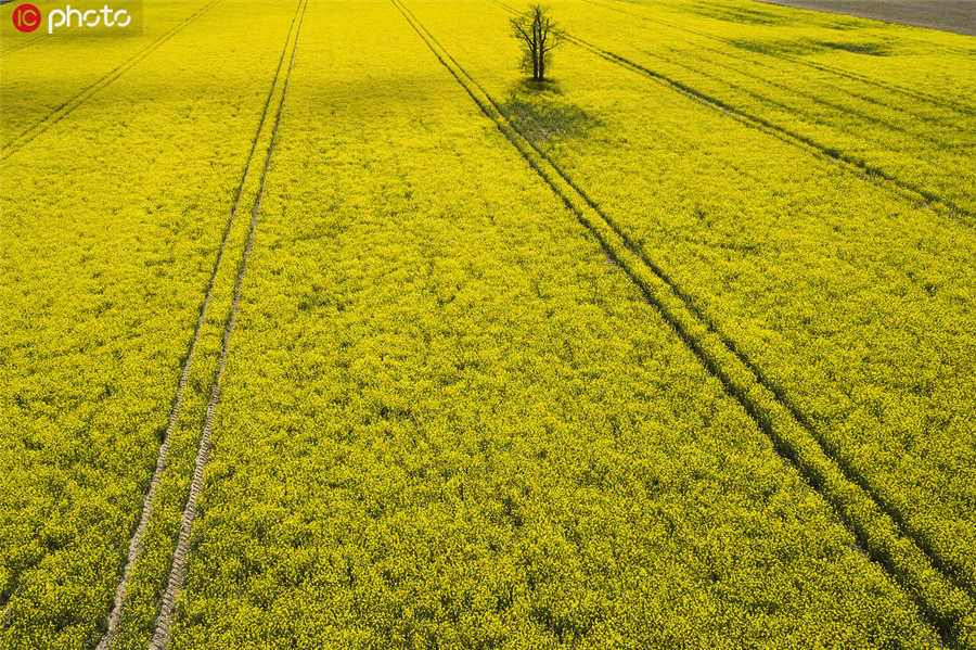 IC photo(qun)ƷՈD(zhun)d