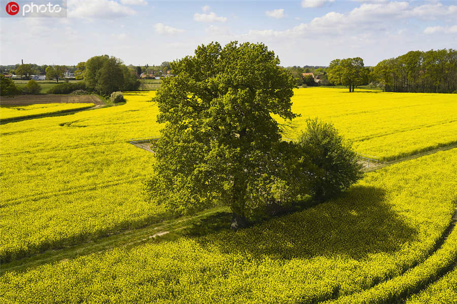 IC photo(qun)ƷՈD(zhun)d