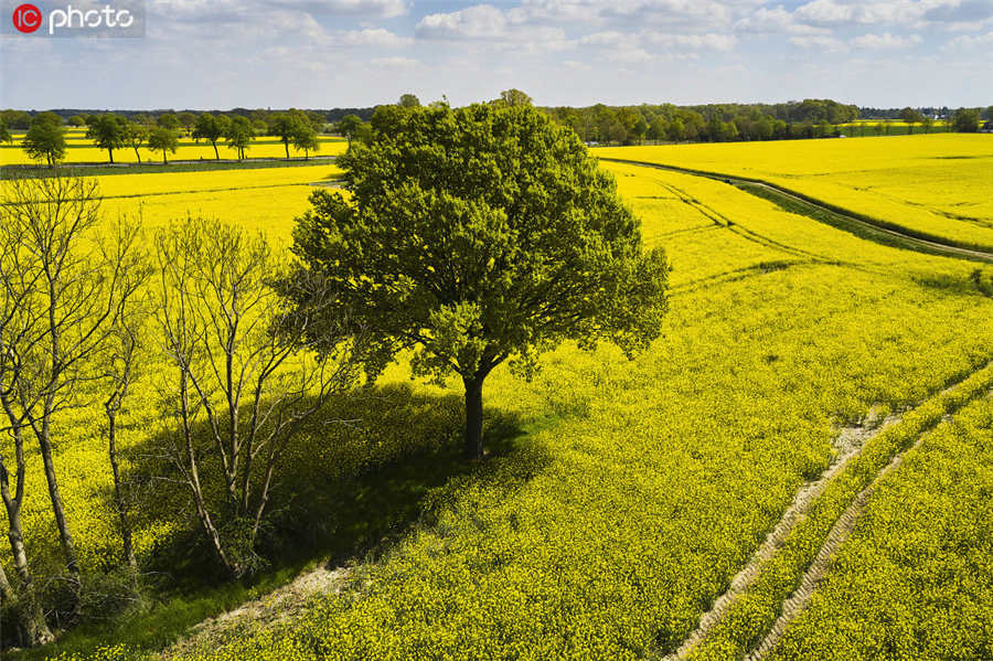 IC photo(qun)ƷՈ(qng)D(zhun)d