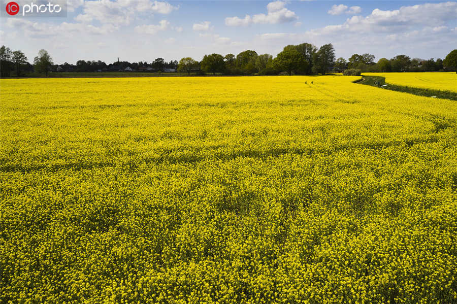 IC photo(qun)ƷՈ(qng)D(zhun)d