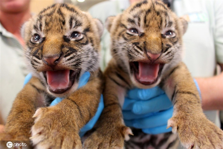 IC photo(qun)ƷՈD(zhun)d