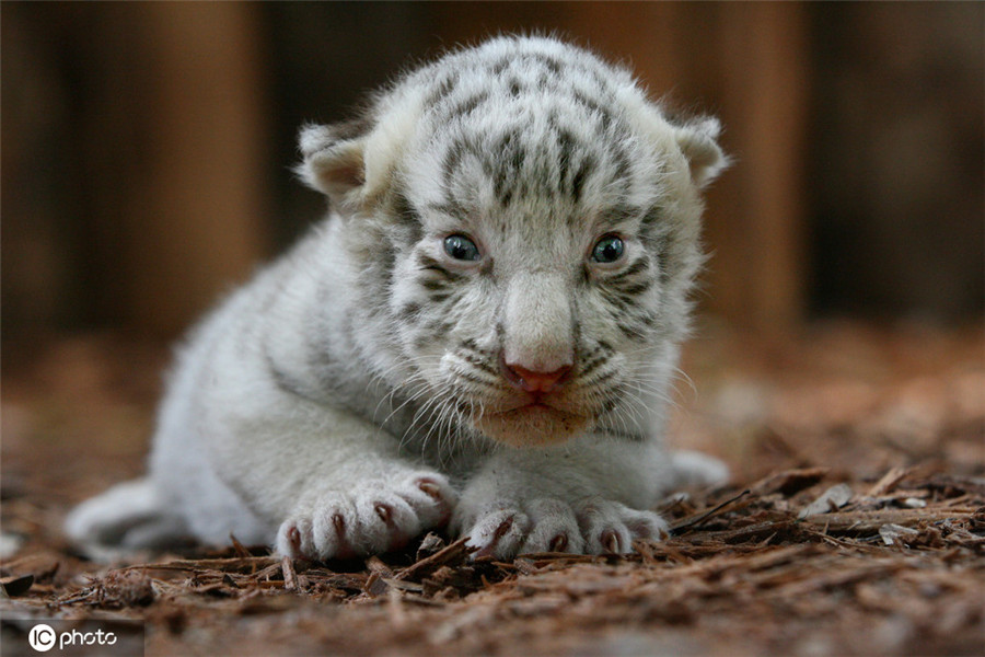 IC photo(qun)ƷՈD(zhun)d