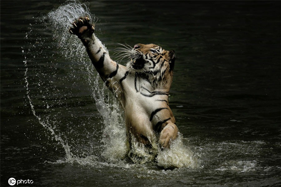 IC photo(qun)ƷՈD(zhun)d