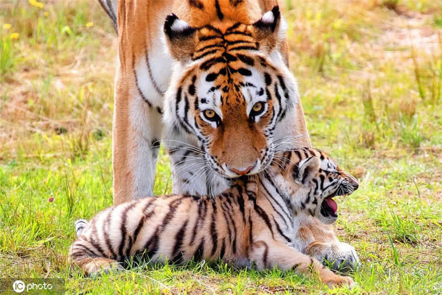 IC photo(qun)ƷՈ(qng)D(zhun)d