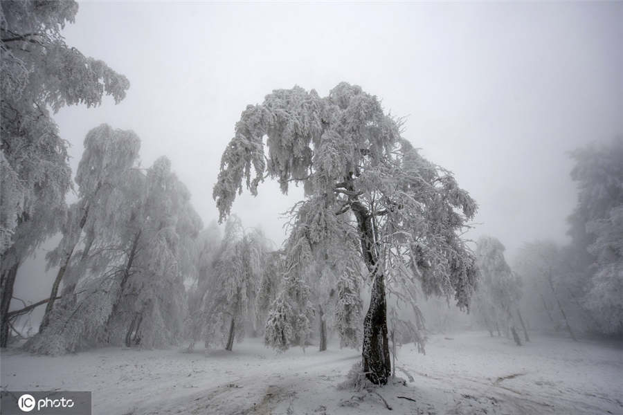 ICPhoto(qun)ƷՈ(qng)D(zhun)d