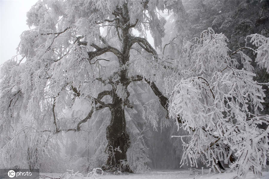 ICPhoto(qun)ƷՈD(zhun)d