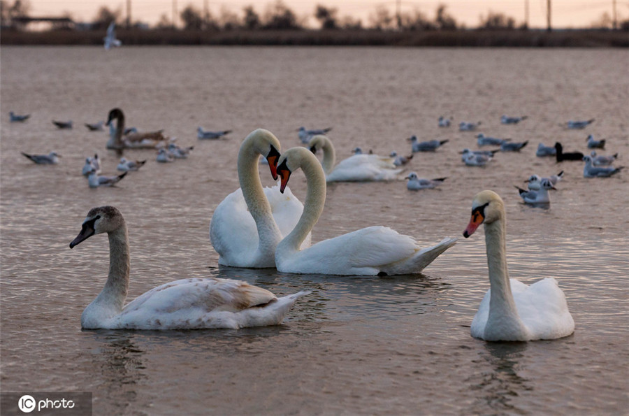 ICphoto(qun)ƷՈ(qng)D(zhun)d