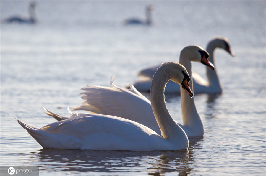 ICphoto(qun)ƷՈ(qng)D(zhun)d