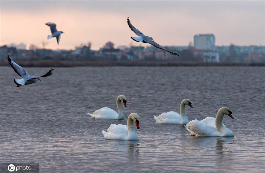 ICphoto(qun)ƷՈ(qng)D(zhun)d