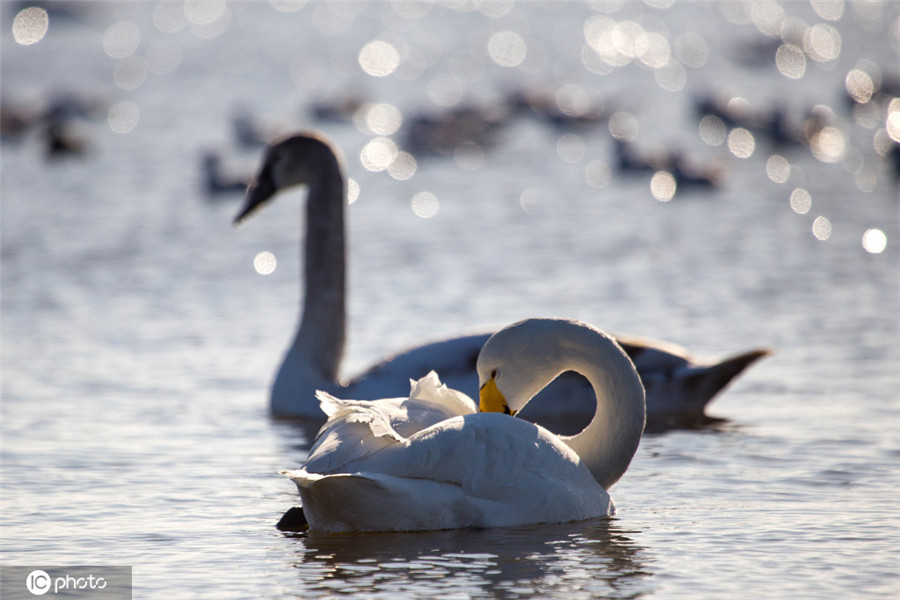 ICphoto(qun)ƷՈ(qng)D(zhun)d