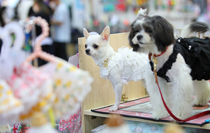 ?sh)ؕrg2021530nܵ?sh)eСK-Pet FairмҕXЇ(qun)ƷՈD(zhun)d