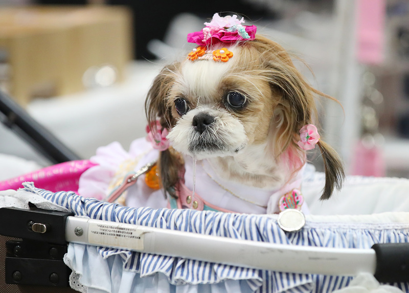 ?sh)ؕrg2021530գnܵ?sh)eСK-Pet FairмҕXЇ(qun)ƷՈD(zhun)d