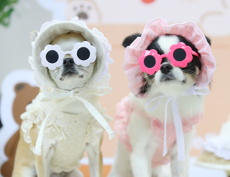 ?sh)ؕrg2021530գnܵ?sh)eСK-Pet FairмҕXЇ(qun)ƷՈD(zhun)d