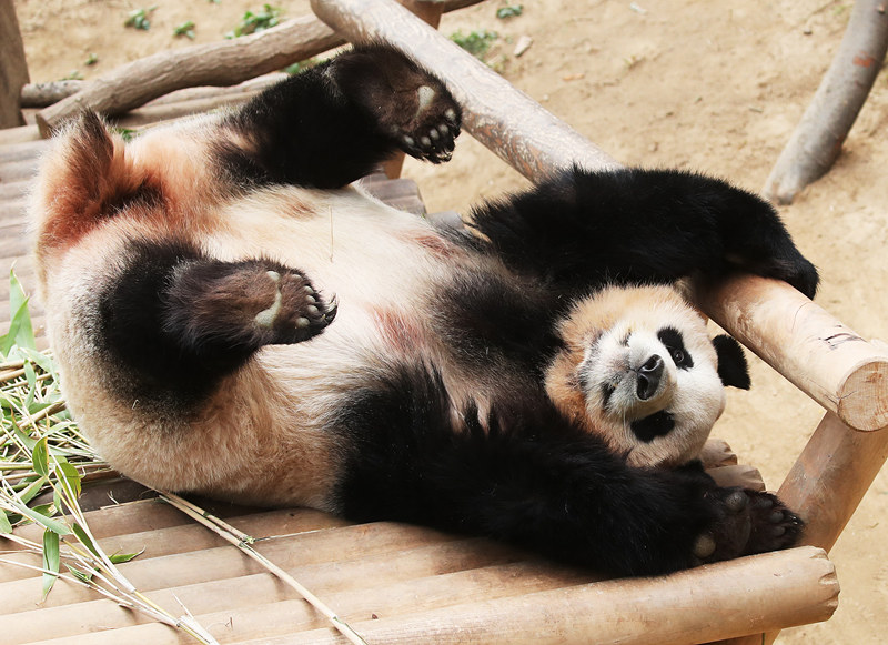 (dng)?sh)ؕrg202141nܵУ؈یڐی@ĘϴLҕXЇ(qun)ƷՈD(zhun)d