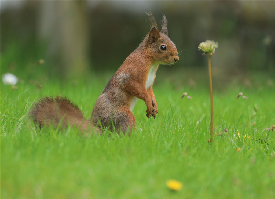 Ӣ(gu)ϵtȑB(ti)ʮ