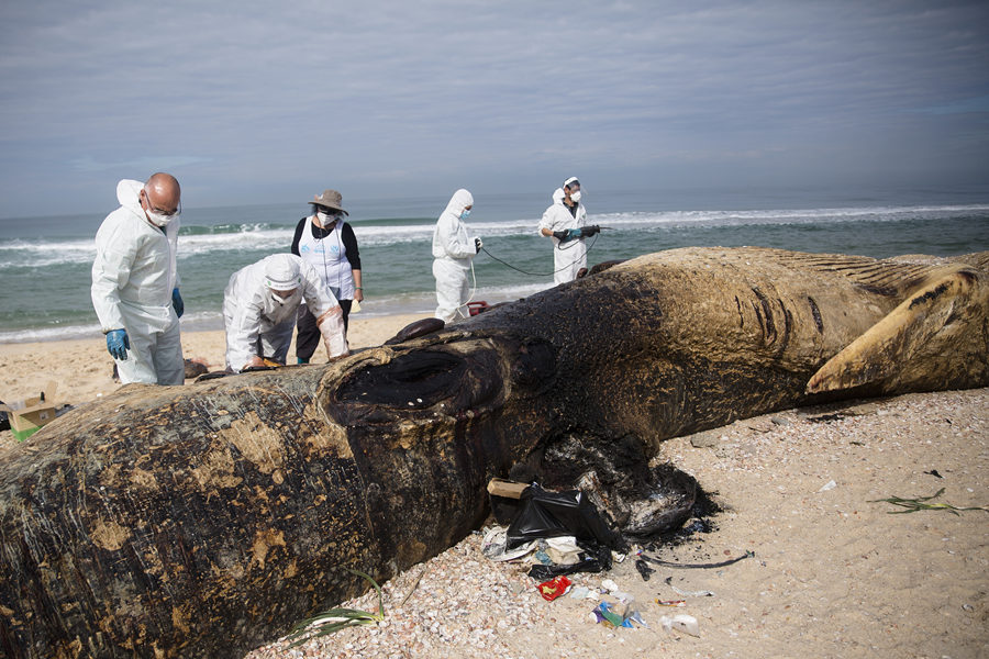 (dng)?sh)ؕr(sh)g2021221գɫNitzanimɳƌW(xu)ڬF(xin)z־Ըߎɳǰһ^17LLL̵ʬw_ϺҕXЇ(qun)ƷՈ(qng)D(zhun)d