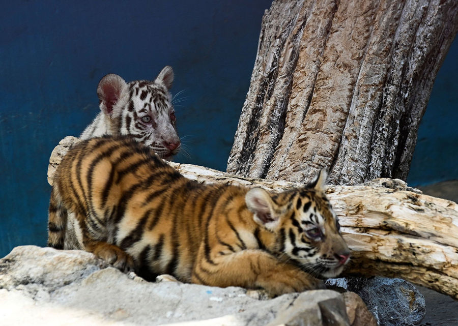 ҕXЇ(qun)ƷՈD(zhun)d