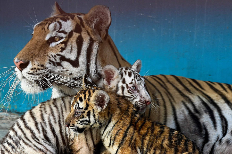 ҕXЇ(qun)ƷՈD(zhun)d