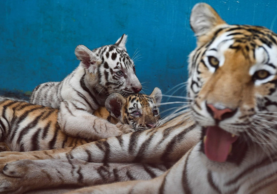 ҕXЇ(qun)ƷՈD(zhun)d