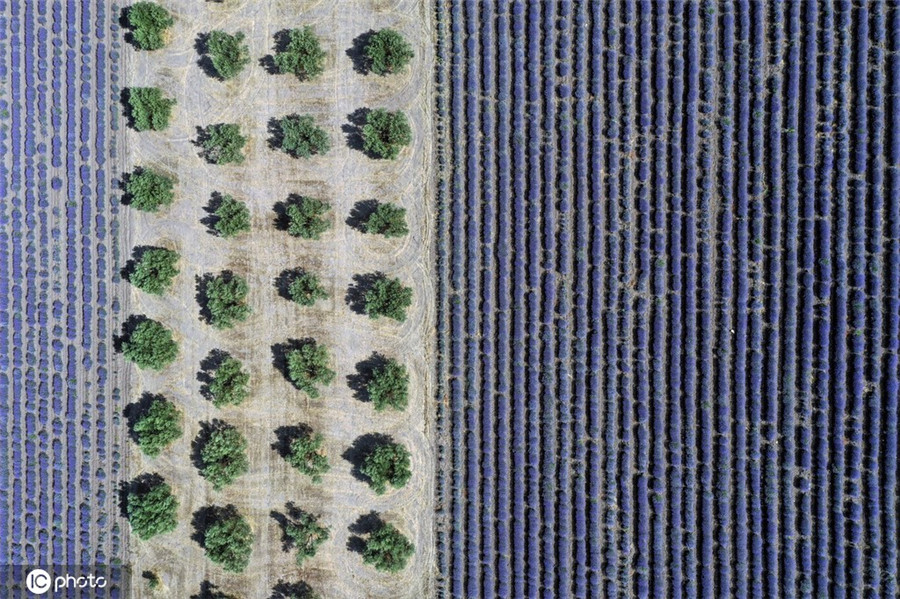 ICphoto(qun)ƷՈ(qng)D(zhun)d