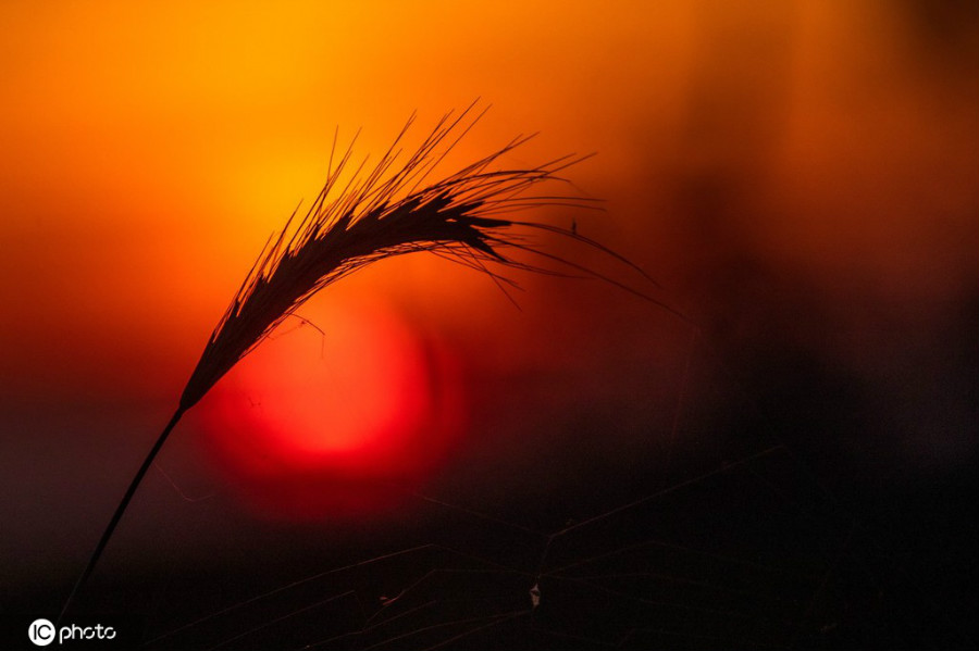 ICPhoto(qun)ƷՈD(zhun)d