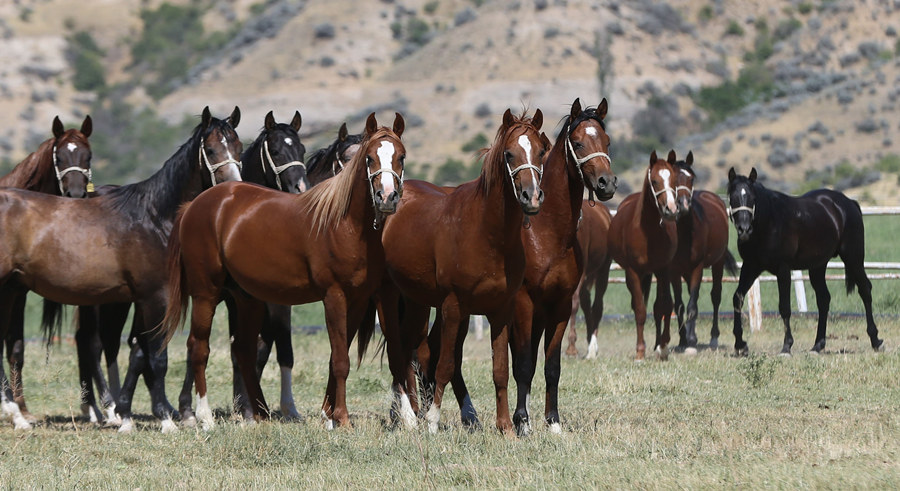 ҕXЇ(qun)ƷՈ(qng)D(zhun)d