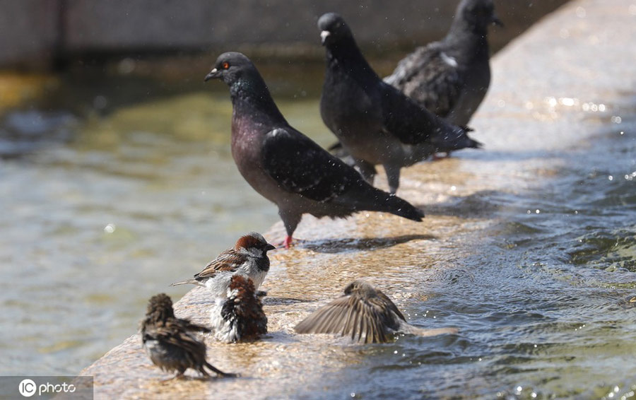 ICphoto(qun)ƷՈ(qng)D(zhun)d