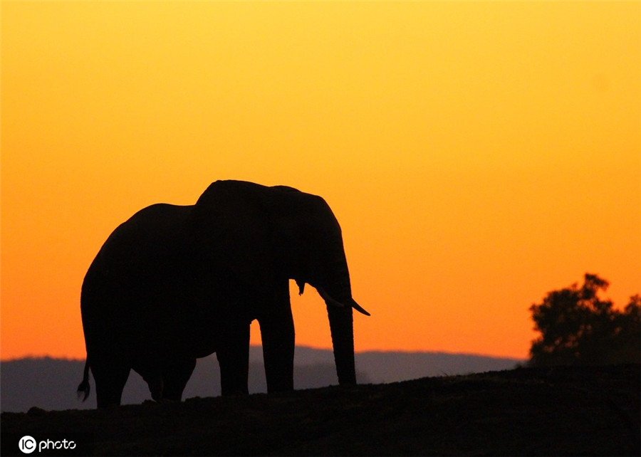 ICPhoto(qun)ƷՈD(zhun)d