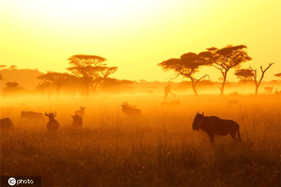 ICPhoto(qun)ƷՈD(zhun)d