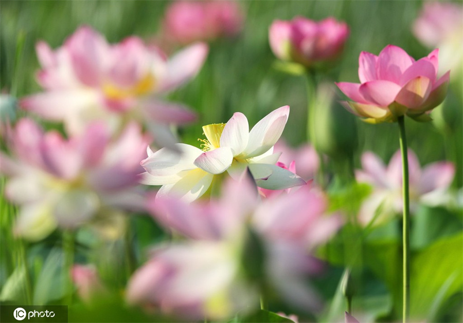 ICPhoto(qun)ƷՈD(zhun)d