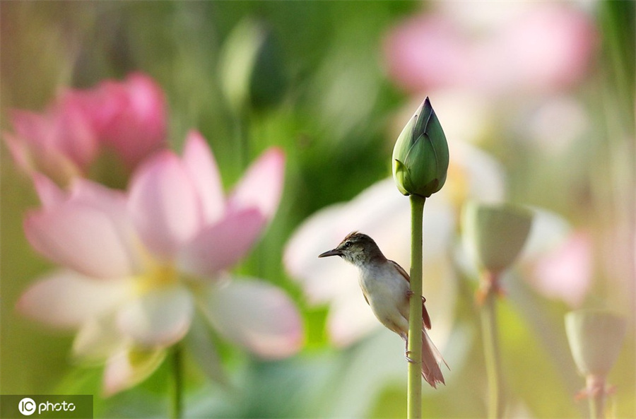 ICPhoto(qun)ƷՈD(zhun)d