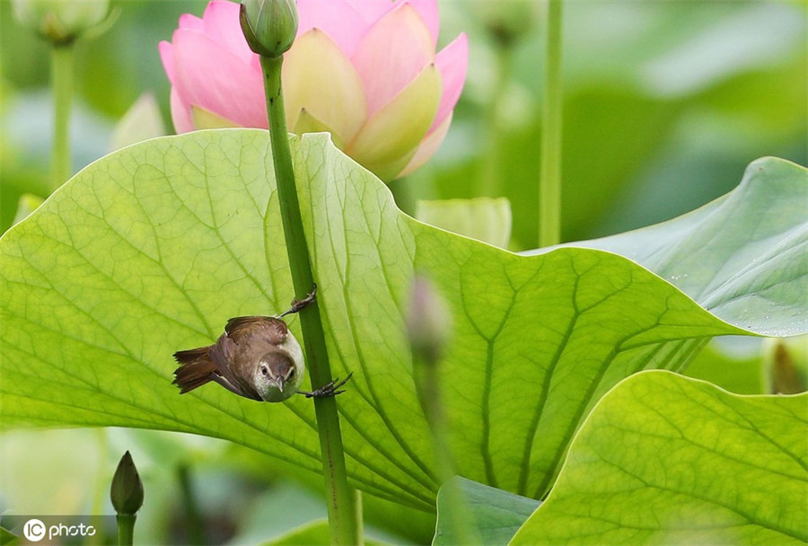 ICPhoto(qun)ƷՈ(qng)D(zhun)d