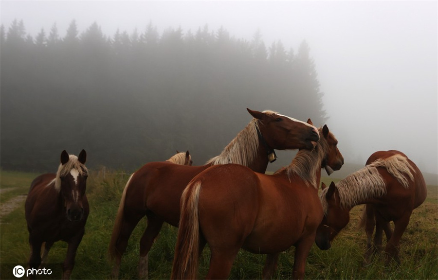 ICPhoto(qun)ƷՈD(zhun)d