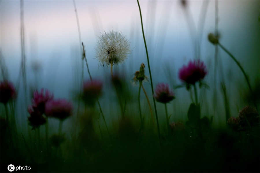 ICPhoto(qun)ƷՈD(zhun)d