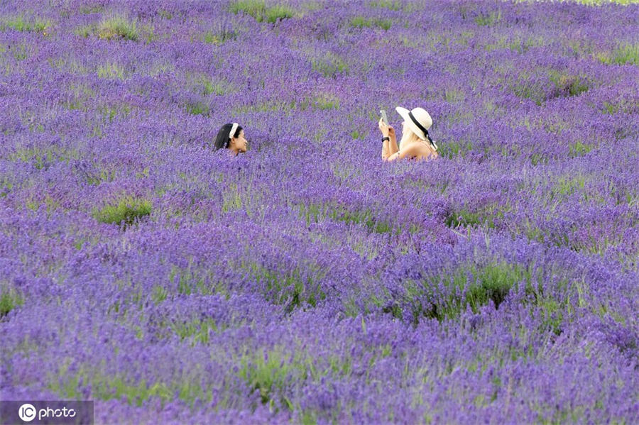 ICPhoto(qun)ƷՈ(qng)D(zhun)d