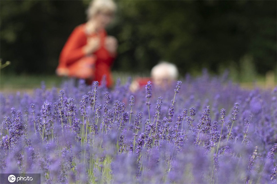 ICPhoto(qun)ƷՈ(qng)D(zhun)d