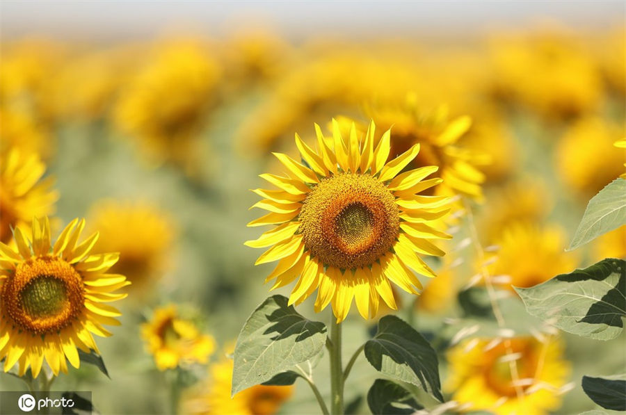 ICPhoto(qun)ƷՈ(qng)D(zhun)d