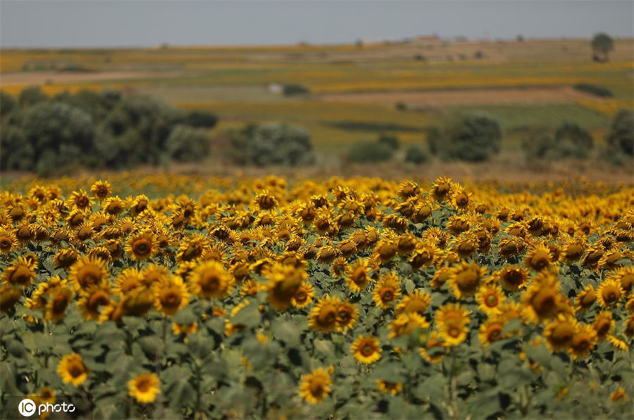 ICPhoto(qun)ƷՈD(zhun)d