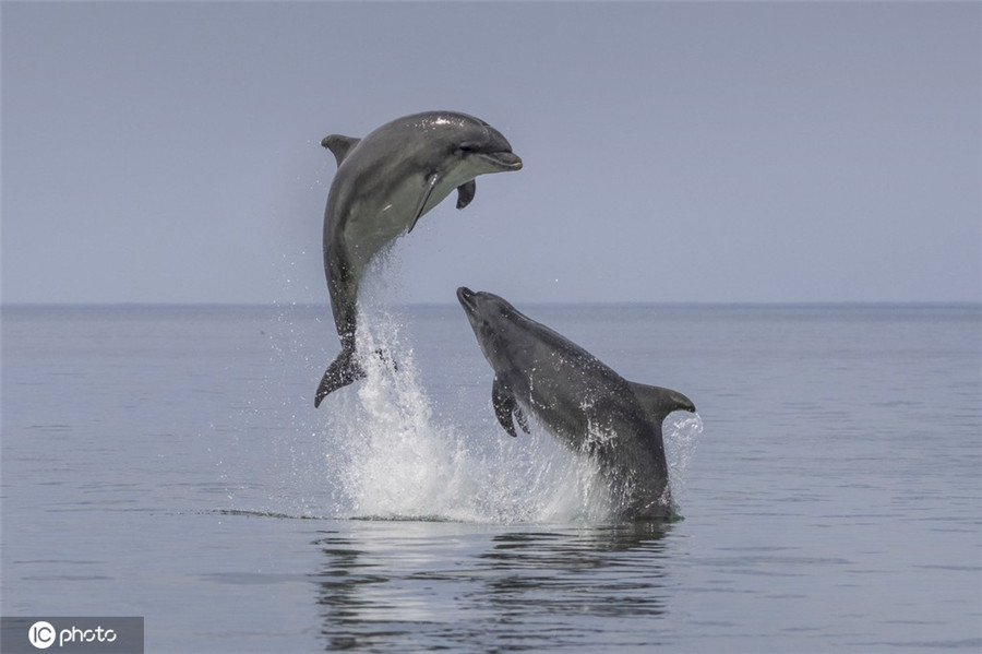 ICPhoto(qun)ƷՈD(zhun)d