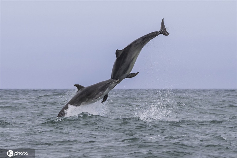 ICPhoto(qun)ƷՈD(zhun)d