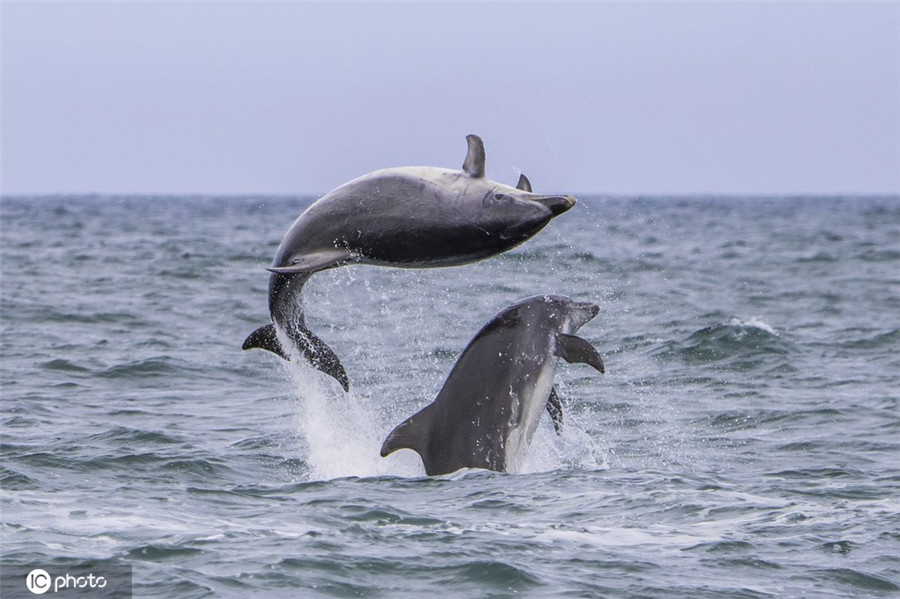 ICPhoto(qun)ƷՈD(zhun)d